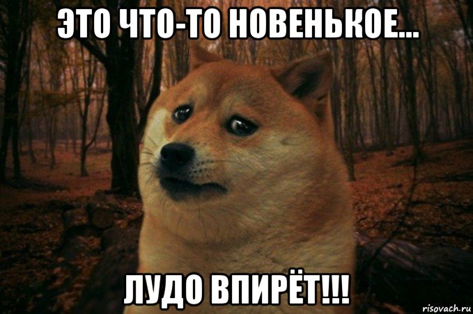 это что-то новенькое... лудо впирёт!!!, Мем SAD DOGE