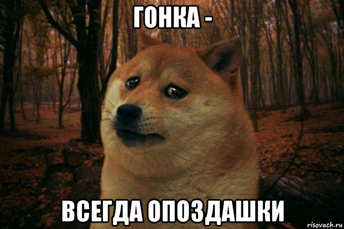 гонка - всегда опоздашки, Мем SAD DOGE