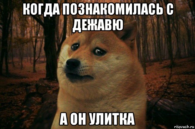 когда познакомилась с дежавю а он улитка, Мем SAD DOGE