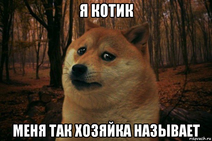 я котик меня так хозяйка называет, Мем SAD DOGE