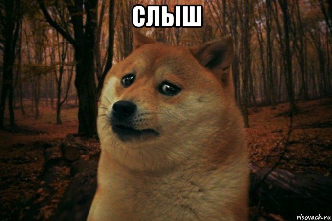 слыш , Мем SAD DOGE