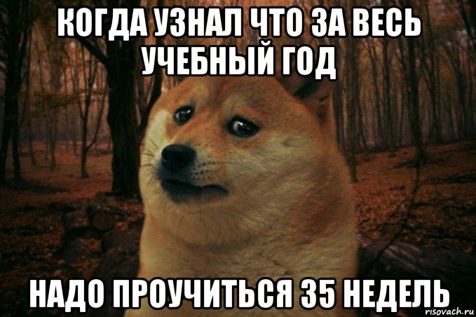 когда узнал что за весь учебный год надо проучиться 35 недель, Мем SAD DOGE