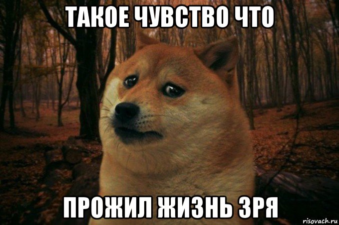 такое чувство что прожил жизнь зря, Мем SAD DOGE