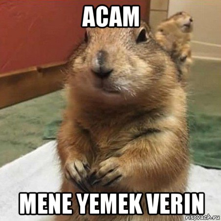 acam mene yemek verin, Мем Суслик спрашивает