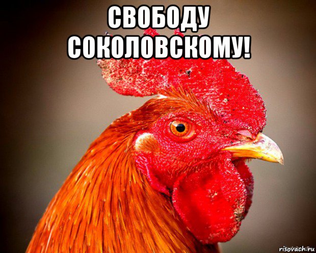 свободу соколовскому! , Мем Типичный петух