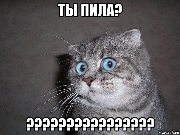 ты пила? ????????????????, Мем  удивлённый кот