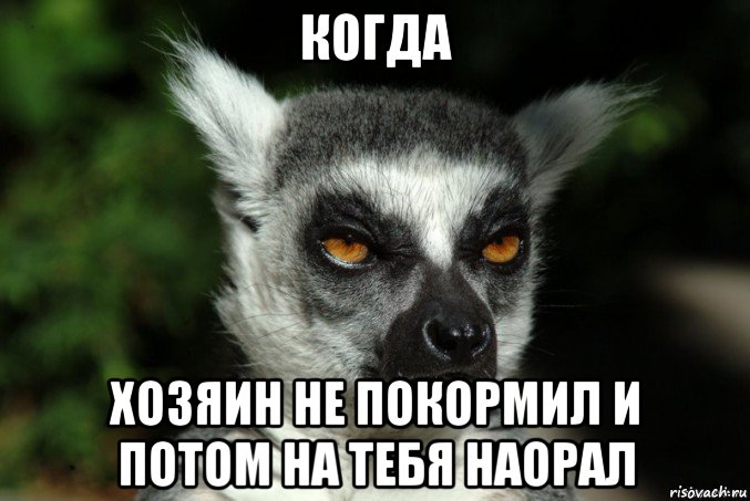 когда хозяин не покормил и потом на тебя наорал, Мем   Я збагоен