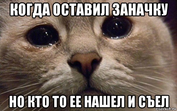 когда оставил заначку но кто то ее нашел и съел, Мем   В мире грустит один котик