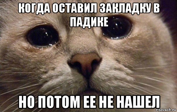 когда оставил закладку в падике но потом ее не нашел, Мем   В мире грустит один котик