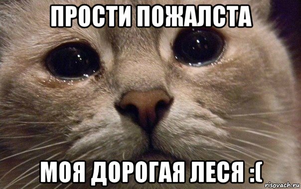 прости пожалста моя дорогая леся :(, Мем   В мире грустит один котик