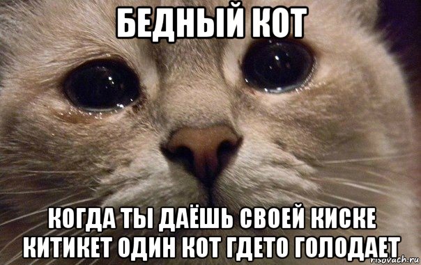 бедный кот когда ты даёшь своей киске китикет один кот гдето голодает, Мем   В мире грустит один котик
