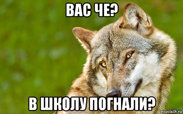 вас че? в школу погнали?, Мем   Volf