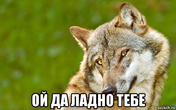  ой да ладно тебе, Мем   Volf