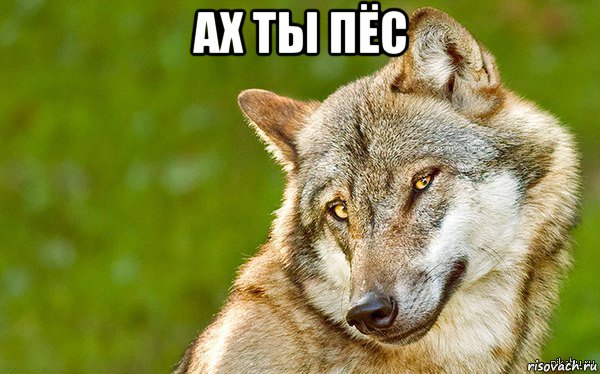 ах ты пёс , Мем   Volf