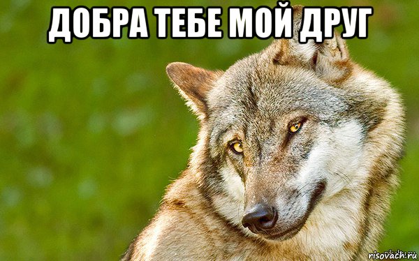 добра тебе мой друг , Мем   Volf