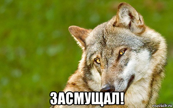  засмущал!, Мем   Volf