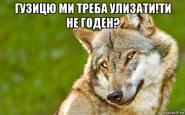 гузицю ми треба улизати!ти не годен? , Мем   Volf