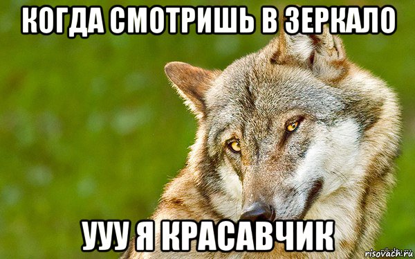 когда смотришь в зеркало ууу я красавчик, Мем   Volf