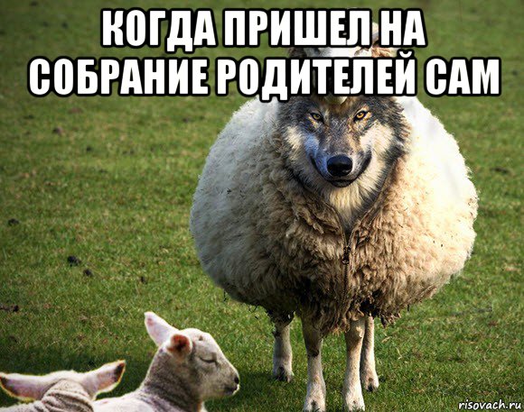 когда пришел на собрание родителей сам , Мем Злая Овца