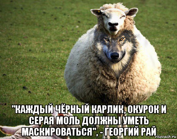  "каждый чёрный карлик, окурок и серая моль должны уметь маскироваться", - георгий рай, Мем Злая Овца