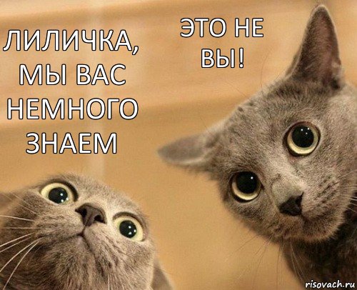 лиличка, мы вас немного знаем это не вы!, Комикс  2 кота