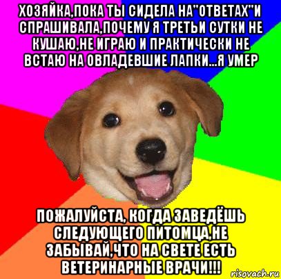 хозяйка,пока ты сидела на"ответах"и спрашивала,почему я третьи сутки не кушаю,не играю и практически не встаю на овладевшие лапки...я умер пожалуйста, когда заведёшь следующего питомца,не забывай,что на свете есть ветеринарные врачи!!!, Мем Advice Dog