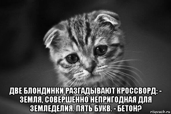  две блондинки разгадывают кроссворд: - земля, совершенно непригодная для земледелия. пять букв. - бетон?, Мем  безысходность