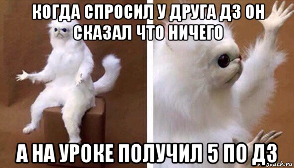 когда спросил у друга дз он сказал что ничего а на уроке получил 5 по дз, Мем Чучело кота