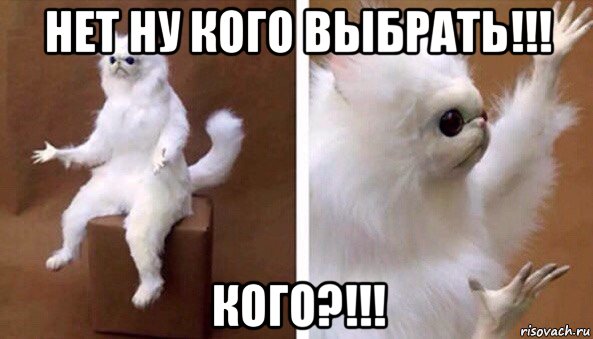 нет ну кого выбрать!!! кого?!!!, Мем Чучело кота