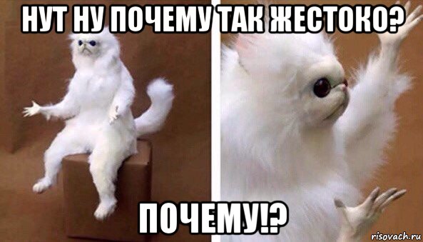 нут ну почему так жестоко? почему!?, Мем Чучело кота