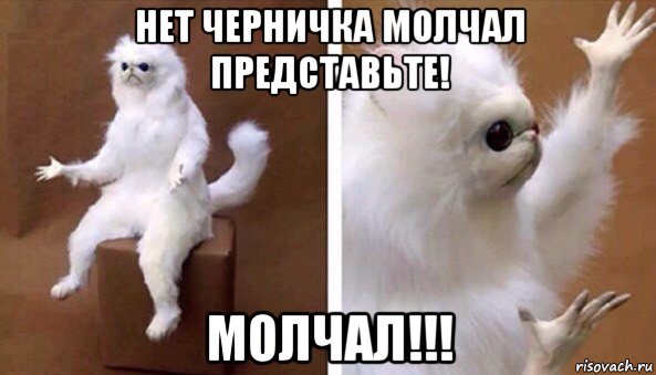 нет черничка молчал представьте! молчал!!!, Мем Чучело кота