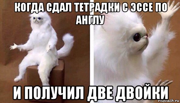 когда сдал тетрадки с эссе по англу и получил две двойки, Мем Чучело кота