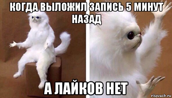 когда выложил запись 5 минут назад а лайков нет, Мем Чучело кота