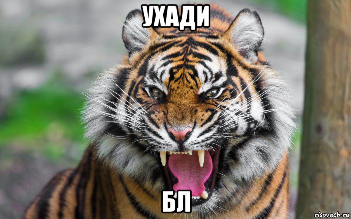 ухади бл