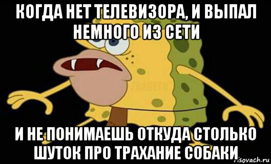 когда нет телевизора, и выпал немного из сети и не понимаешь откуда столько шуток про трахание собаки, Мем Дикий спанч боб