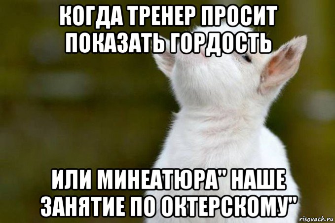 когда тренер просит показать гордость или минеатюра" наше занятие по октерскому", Мем  Гордый козленок