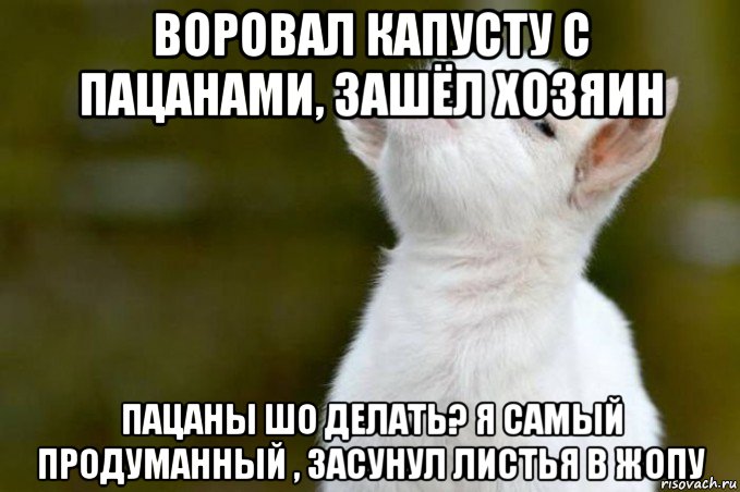 воровал капусту с пацанами, зашёл хозяин пацаны шо делать? я самый продуманный , засунул листья в жопу, Мем  Гордый козленок