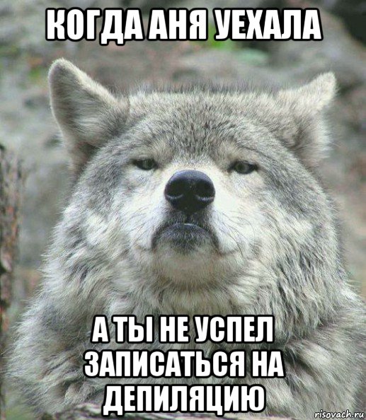 когда аня уехала а ты не успел записаться на депиляцию, Мем    Гордый волк