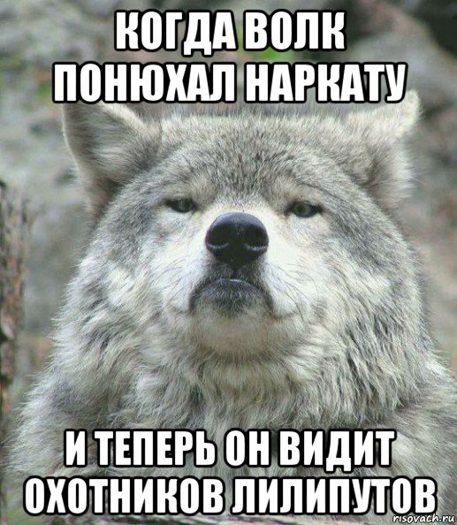 когда волк понюхал наркату и теперь он видит охотников лилипутов, Мем    Гордый волк