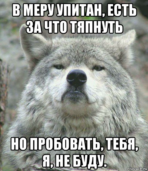 в меру упитан, есть за что тяпнуть но пробовать, тебя, я, не буду., Мем    Гордый волк