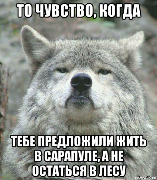 то чувство, когда тебе предложили жить в сарапуле, а не остаться в лесу, Мем    Гордый волк