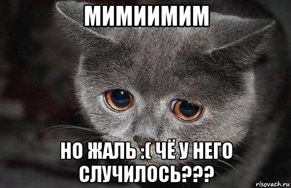 мимиимим но жаль :( чё у него случилось???, Мем  Грустный кот