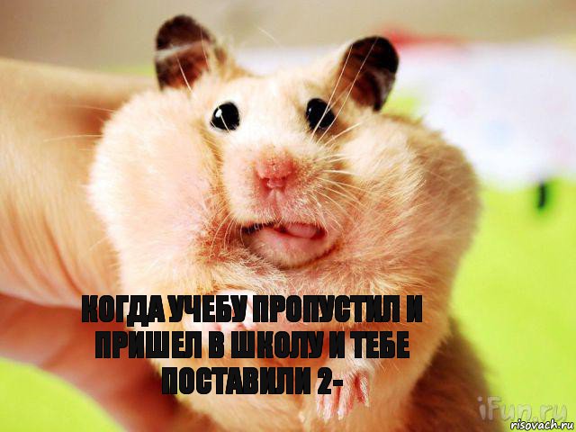 когда учебу пропустил и пришел в школу и тебе поставили 2-, Комикс хомяк