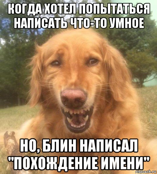 когда хотел попытаться написать что-то умное но, блин написал "похождение имени", Мем   Когда увидел что соседского кота отнесли в чебуречную