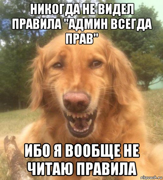 никогда не видел правила "админ всегда прав" ибо я вообще не читаю правила, Мем   Когда увидел что соседского кота отнесли в чебуречную