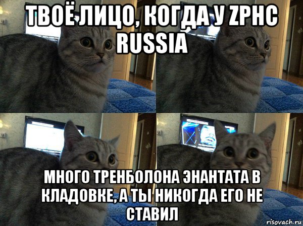 твоё лицо, когда у zphc russia много тренболона энантата в кладовке, а ты никогда его не ставил, Мем  Кот в шоке