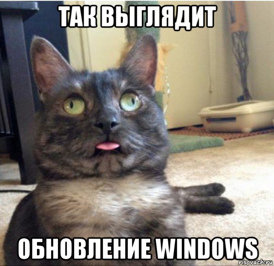 так выглядит обновление windows, Мем   Кот завис