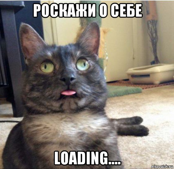 роскажи о себе loading...., Мем   Кот завис