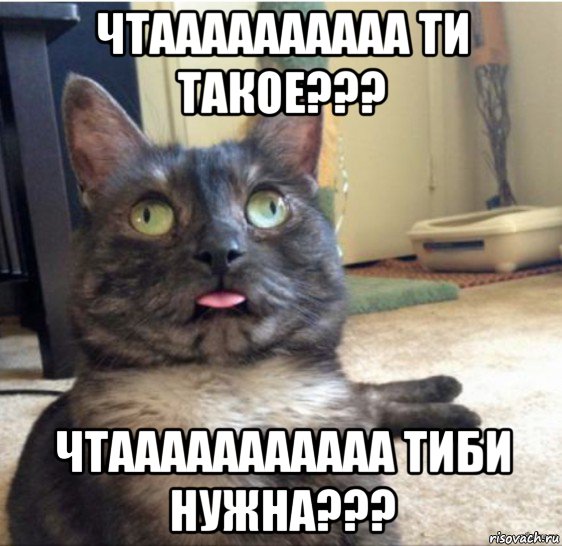 чтаааааааааа ти такое??? чтааааааааааа тиби нужна???, Мем   Кот завис