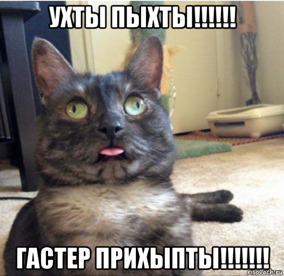 ухты пыхты!!!!!! гастер прихыпты!!!!!!!, Мем   Кот завис